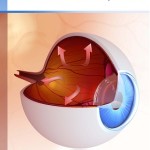 Glaucoma: Basic and Clinical Perspectives